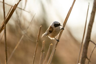 Eurasian Penduline Tit Bird On A Branch
