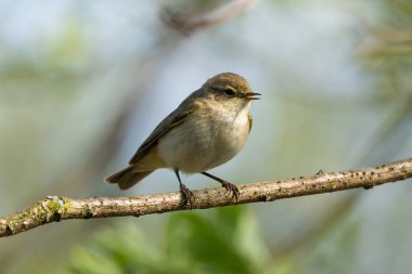 Bulanık bir arkaplan karşısında Ağaç Dalında Oturan Genel Chiffchaff