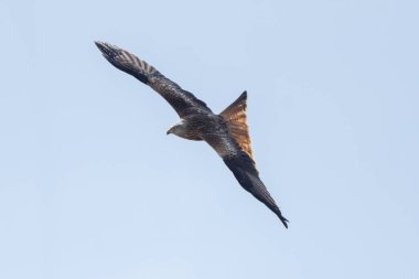 Kırmızı Uçurtma Kuş Vahşi Yaşam Fotoğrafçılığında