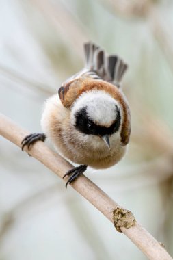 Vahşi doğadaki bir dalda kanat çırpan bir kuşun fotoğrafı.