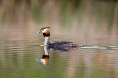 Orman Gölü 'ndeki Büyük İbikli Yunus Kuşu