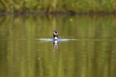 Orman Gölü 'ndeki Büyük İbikli Yunus Kuşu