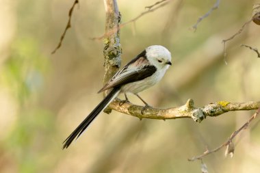Long-Tailed Tit Sits On A Branch At Sunset