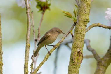 Bulanık bir arkaplana karşı ağaçta tünemiş genel Chiffchaff