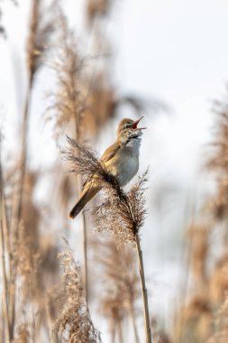 Büyük Reed Warbler Sazlıkta Şarkı Söylüyor