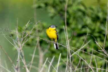 Batı Sarı Kuyruklu Kuş Bir Dalda Tüneyerek Uçuyor