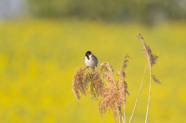Reed Bunting Kuşu Sarı bir alana Karşı Sazlıkta