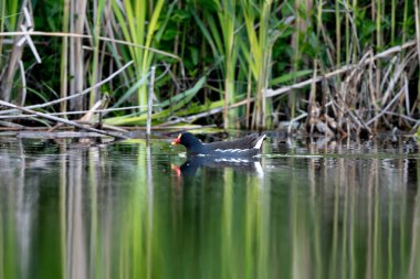 Aktif Erkek Avrasyalı Moorhen Gölde Yüzüyor