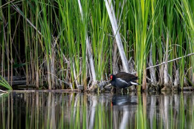 Aktif Erkek Avrasyalı Orman tavuğu Sazlıkta Yiyecek Arıyor