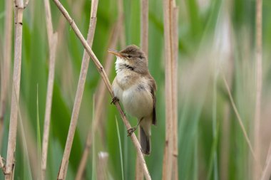 Büyük Reed Warbler Sazlıkta Şarkı Söylüyor