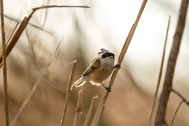 Eurasian Penduline Tit Bird On A Branch