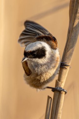 Eurasian Penduline Tit Bird On A Branch