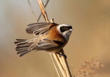 Eurasian Penduline Tit Bird On A Branch