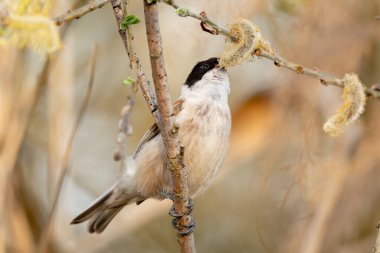 Kuşun adı Remiz Ağaçta Söğüt Yiyen