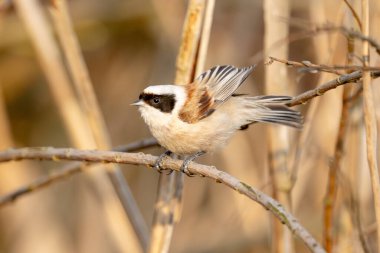 Eurasian Penduline Tit Bird On A Branch