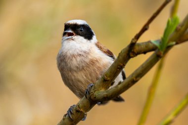 Eurasian Penduline Tit Bird On A Branch