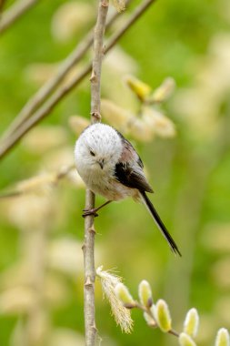 Wildlife Photograph Of A Long-Tailed Tit Bird On A Branch
