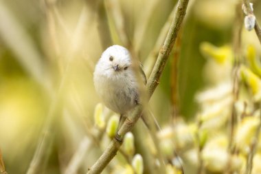 Wildlife Photograph Of A Long-Tailed Tit Bird On A Branch