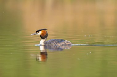 Orman Gölü 'ndeki Büyük İbikli Yunus Kuşu