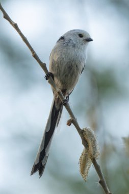 Long-Tailed Tit Sits On A Branch At Sunset
