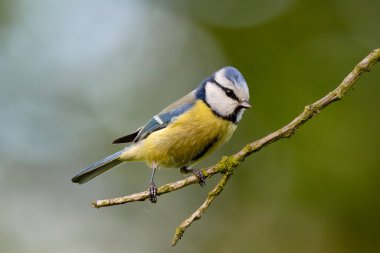 Eurasian Blue Tit Sitting On Tree With Blurred Background