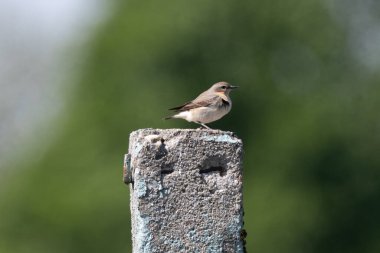 Kuzey Wheatear 'lı Kadın Bulanık Arkaplanda Eylemde