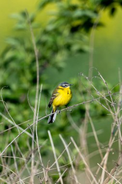 Batı Sarı Kuyruklu Kuş Bir Dalda Tüneyerek Uçuyor