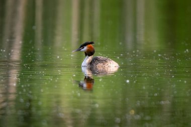 Büyük ibikli yunus gölde yüzer
