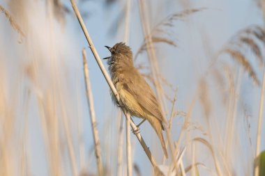Büyük Reed Warbler Sazlıkta Şarkı Söylüyor