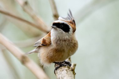 Vahşi doğadaki bir dalda kanat çırpan bir kuşun fotoğrafı.