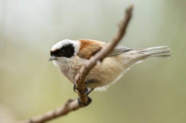 Vahşi Doğanın Dalındaki Remiz Kuşu