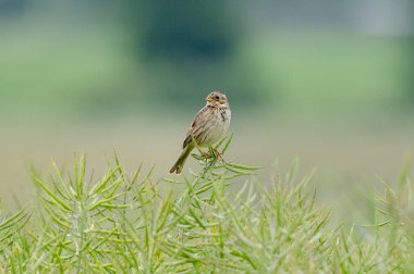 Mısır Tavşanı Tarlada Dalda Oturuyor