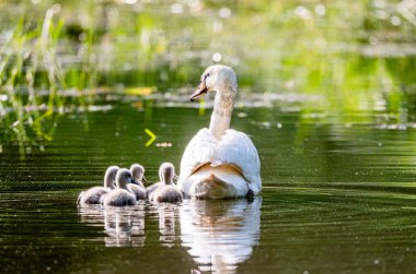 Piliçlerle Gölde Dilsiz Kuğu