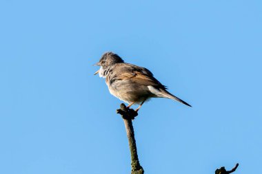 Daha Büyük Beyazboğazlı Kuş Ağaçta Hareket Ediyor