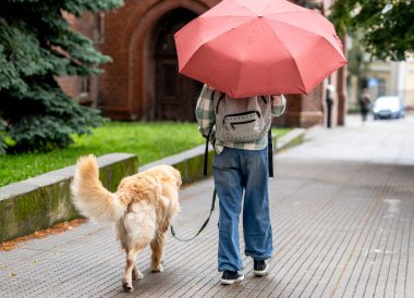 Köpekle sokakta yürüyen bir kız, şemsiyeli bir köpek, arkadan manzaralı bir köpek.