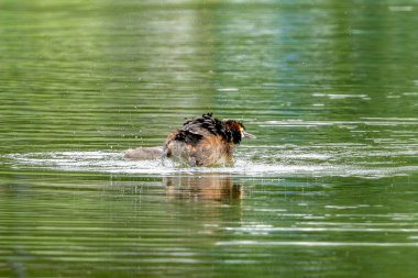 Büyük ibikli yunus gölde yüzer
