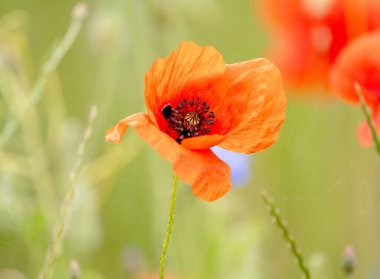 Bulanık bir arkaplanı olan makarnanın yakın plan çekimi.