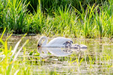 Piliçlerle Gölde Dilsiz Kuğu