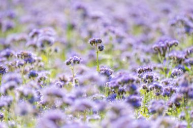 Phacelia Arılarla Çiçek Açtı