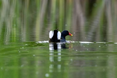 Aktif Erkek Avrasyalı Moorhen Gölde Yüzüyor