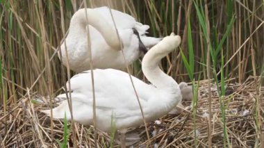 Piliçlerle Kuğu Temizleme Tüyleri