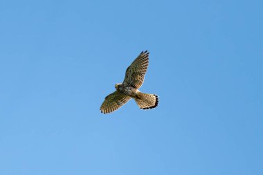 Gökyüzüne Karşı Uçan Sıradan Kerkenez