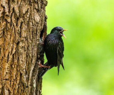 Avrupa Sığırcığı Ağaçtaki Yavruları Besliyor