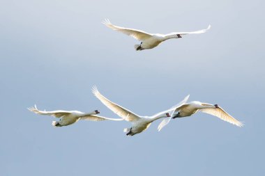 Sessiz Kuğular Gökyüzüne Karşı Uçuyor