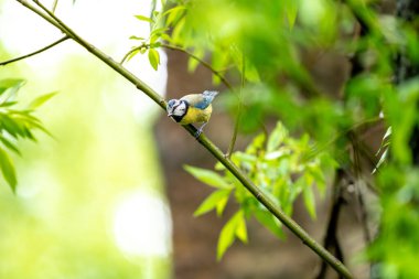 Eurasian Blue Tit Sits On A Tree Branch
