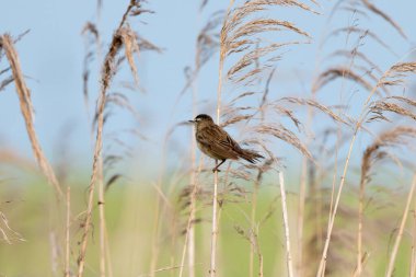 Reed 'in üzerinde oturan Sedge Warbler ve Vahşi Kuşlar