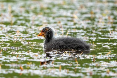 Avrasyalı Coot Chick Gölde Büyüyor