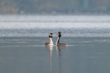 Büyük İbikli Grebe Çifti Gölde Çiftleşme Dansı Yapıyor