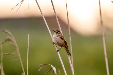Reed 'in üzerinde oturan Sedge Warbler ve Vahşi Kuşlar