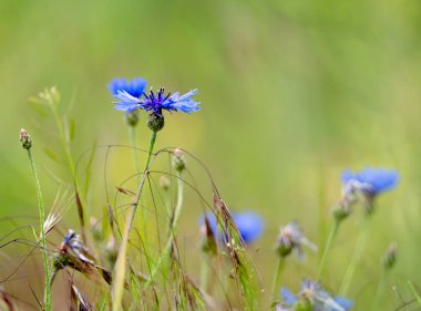Çiçekler tarlada çiçeklerle güzel çiçek açıyor.